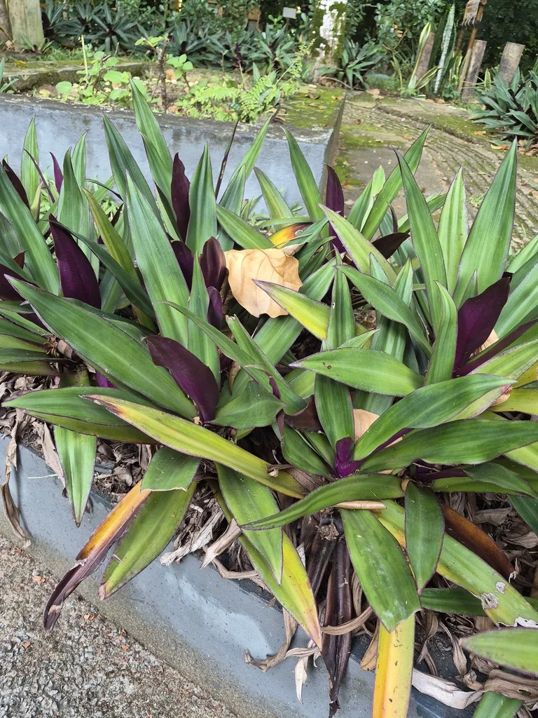 Tradescantia Spathacea