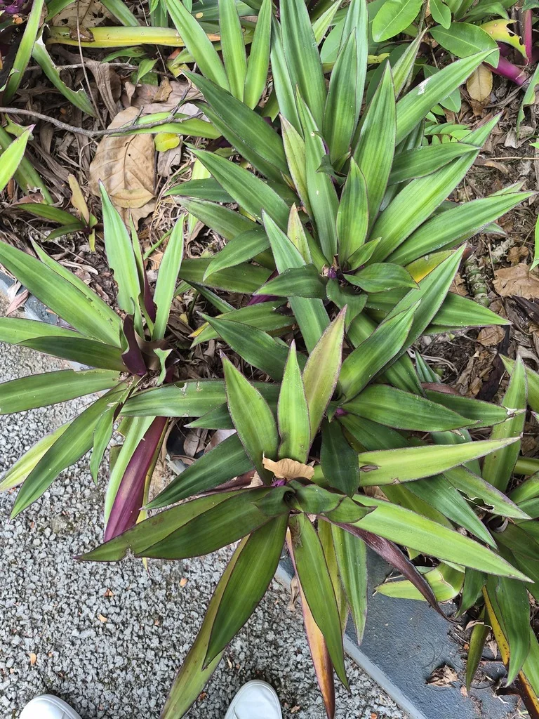 Tradescantia Spathacea