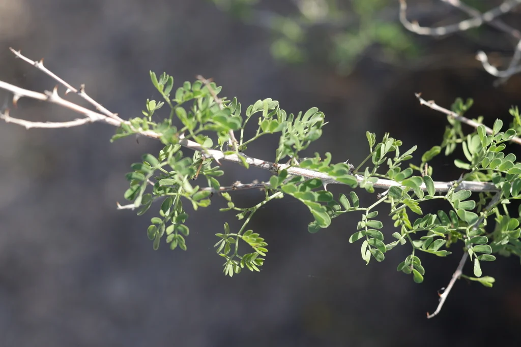 Acacia Greggii