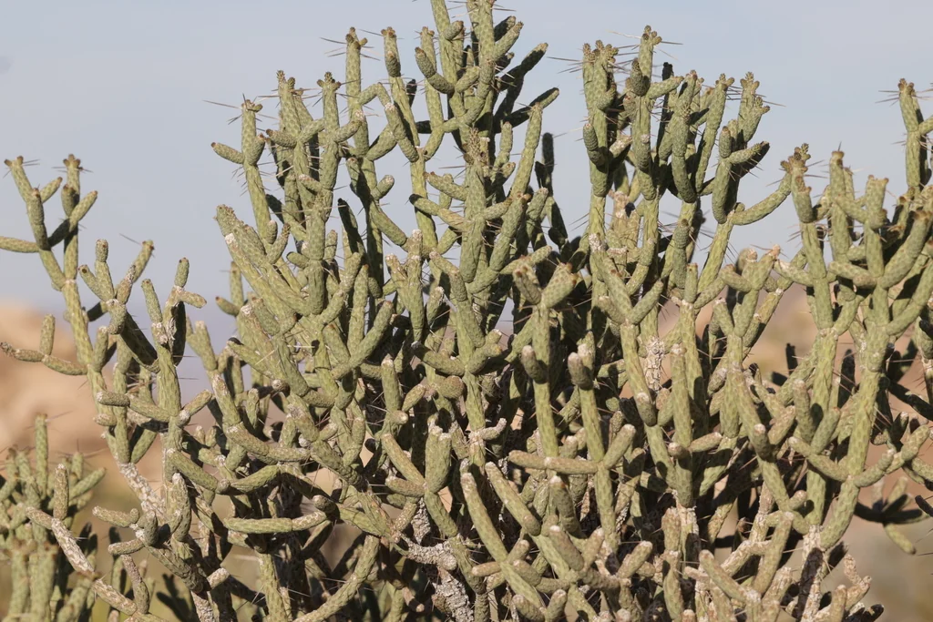 Cylindropuntia Ramosissima