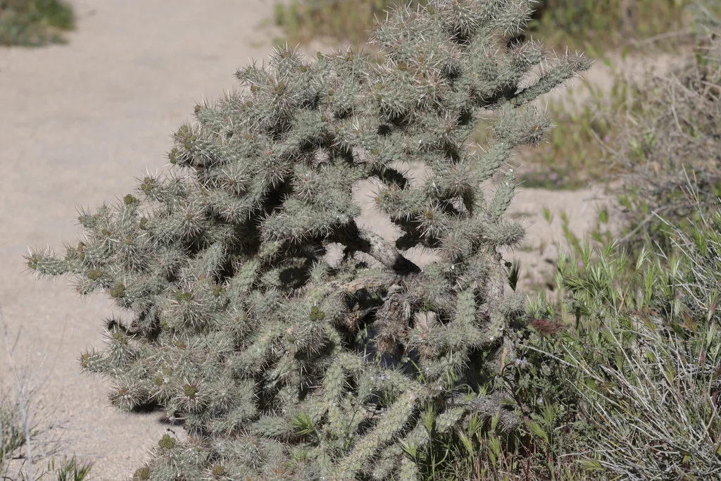 Cylindropuntia Echinocarpa