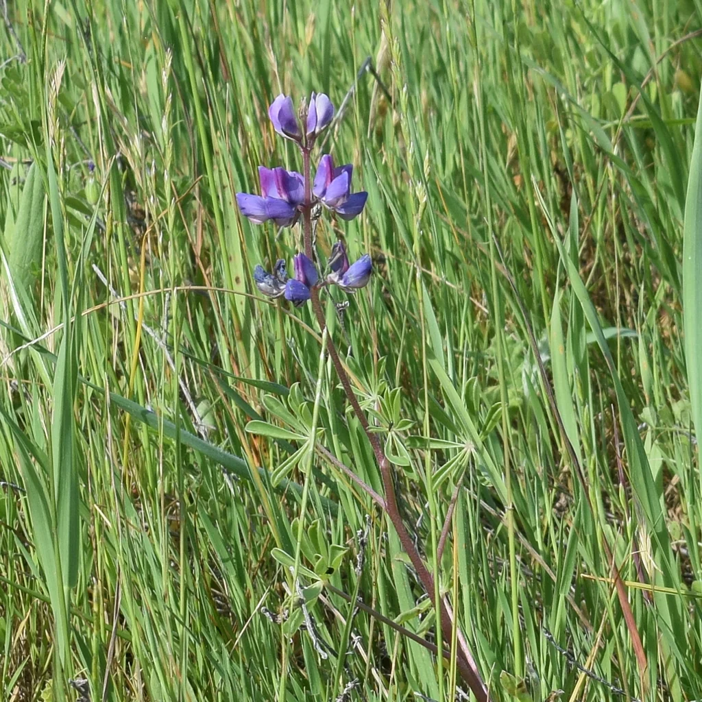 Lupinus Succulentus