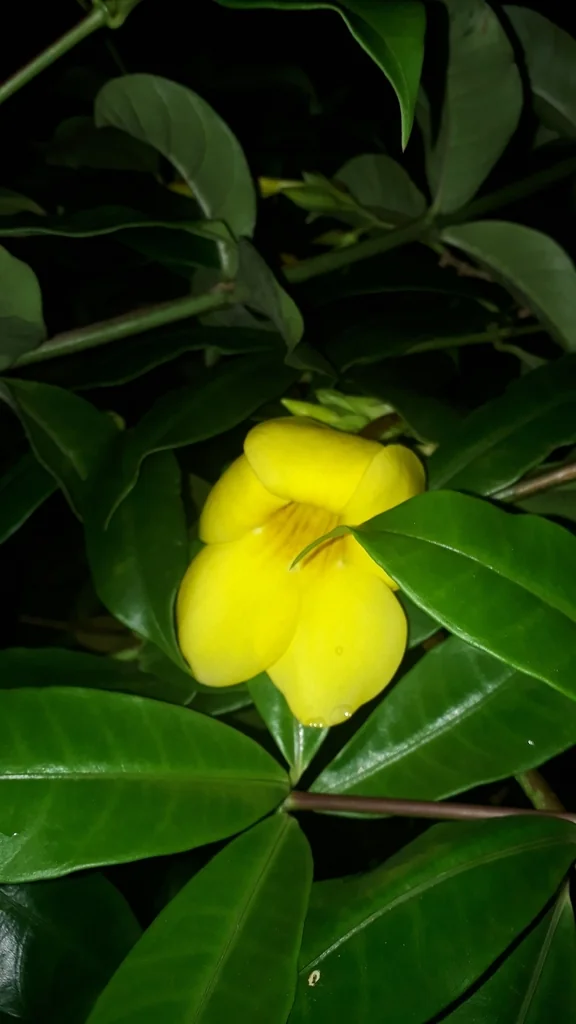 Allamanda Cathartica