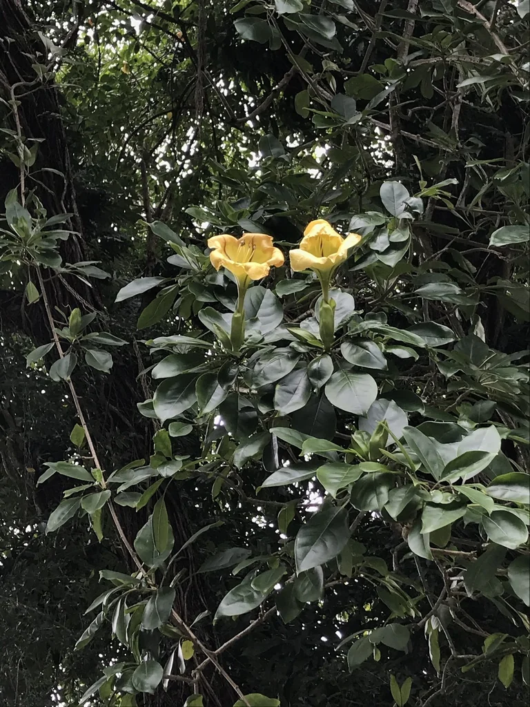Solandra Maxima
