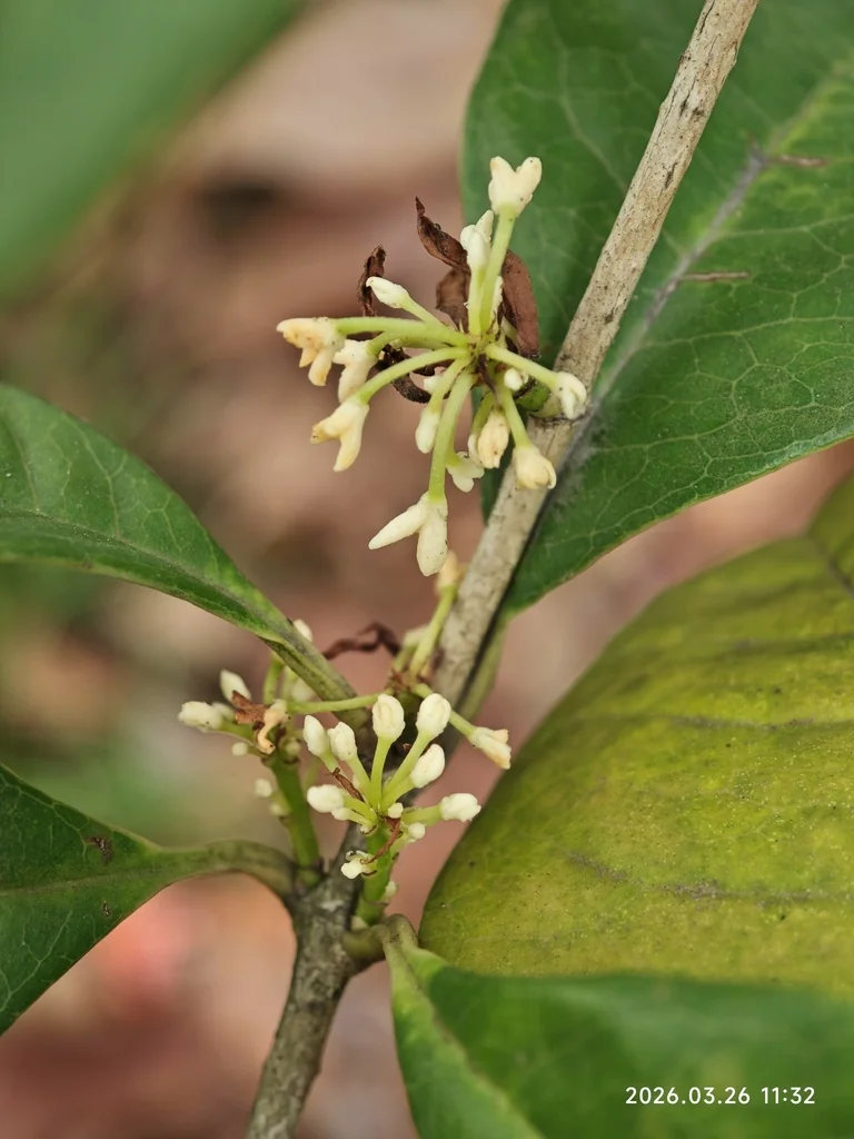Osmanthus Fragrans