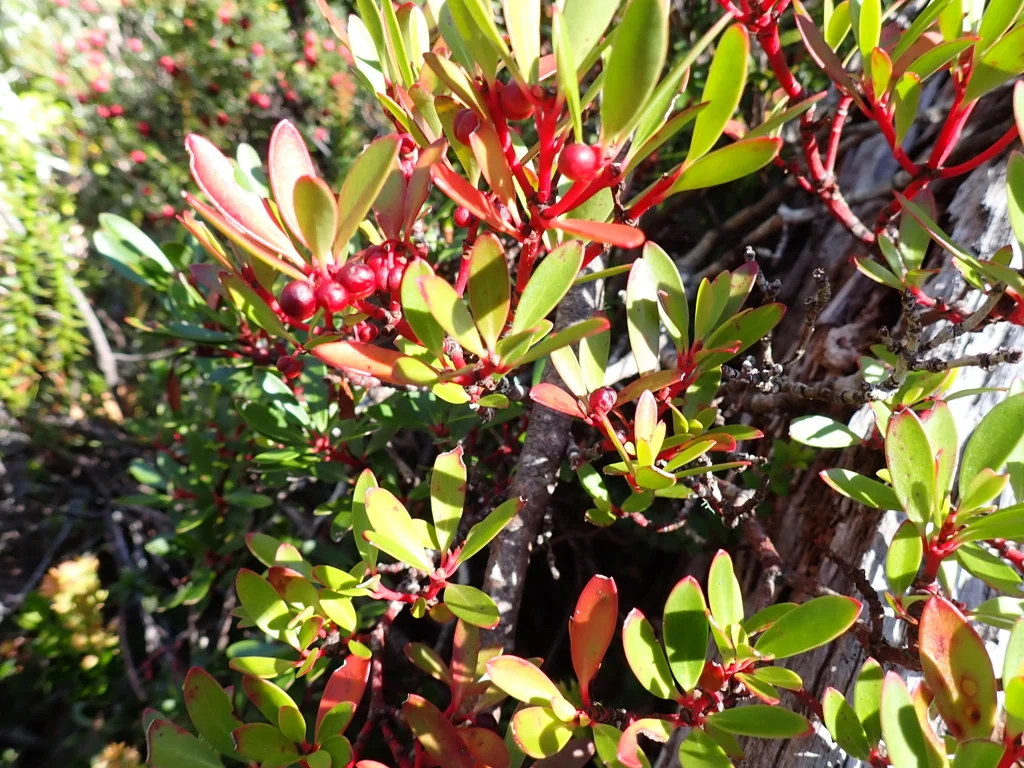 Drimys Lanceolata