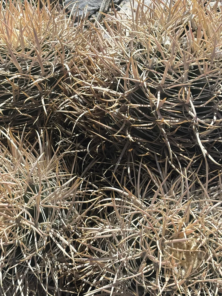 Echinocactus Polycephalus