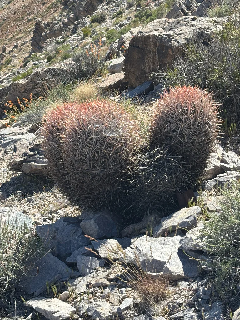 Echinocactus Polycephalus