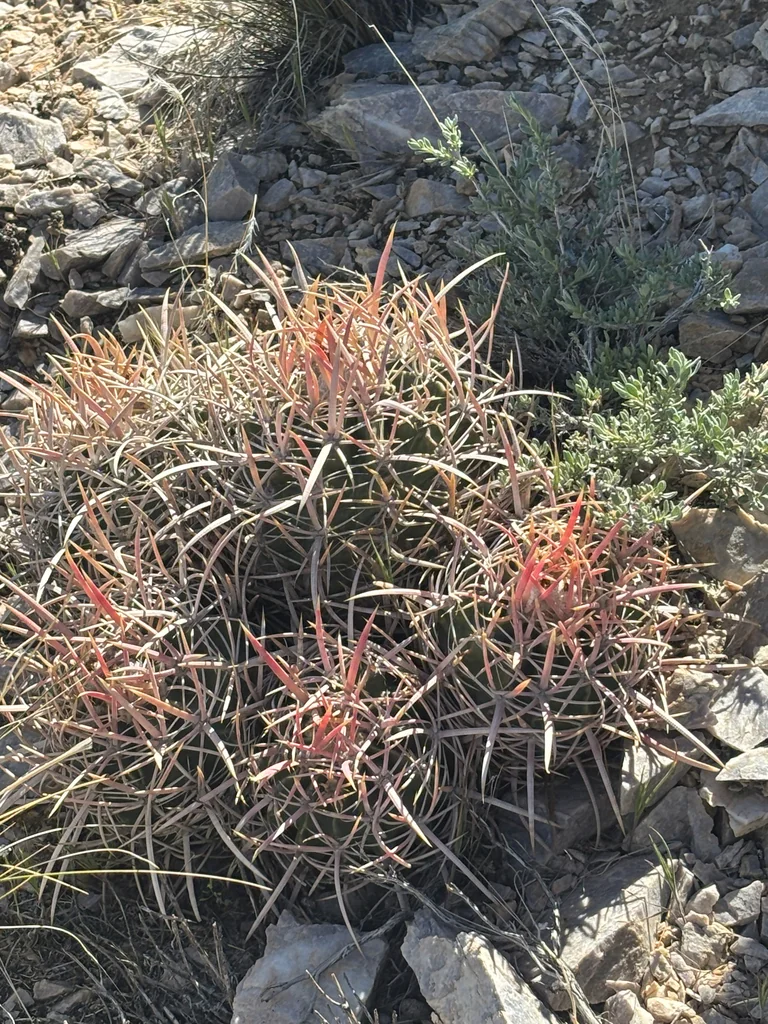 Echinocactus Polycephalus
