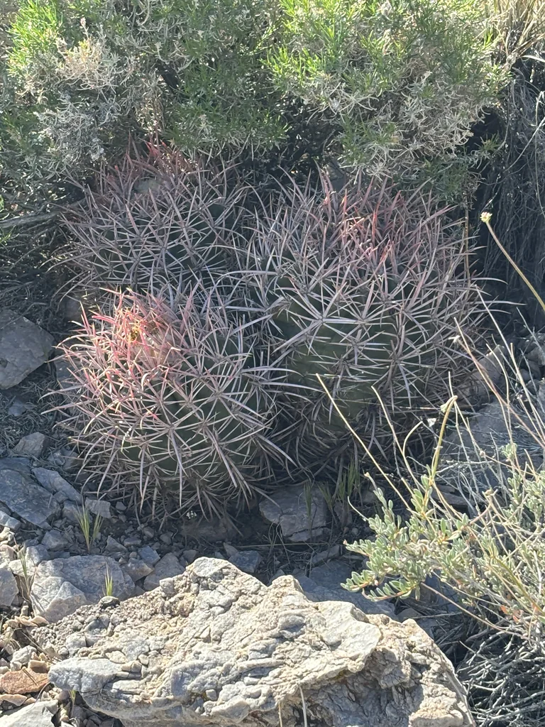 Echinocactus Polycephalus