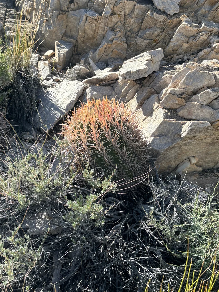 Echinocactus Polycephalus