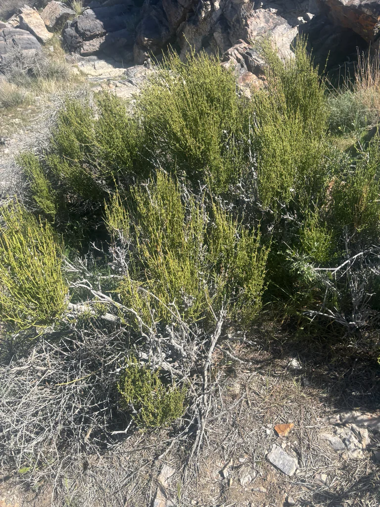 Ephedra Viridis
