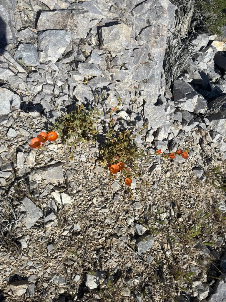 Sphaeralcea Ambigua
