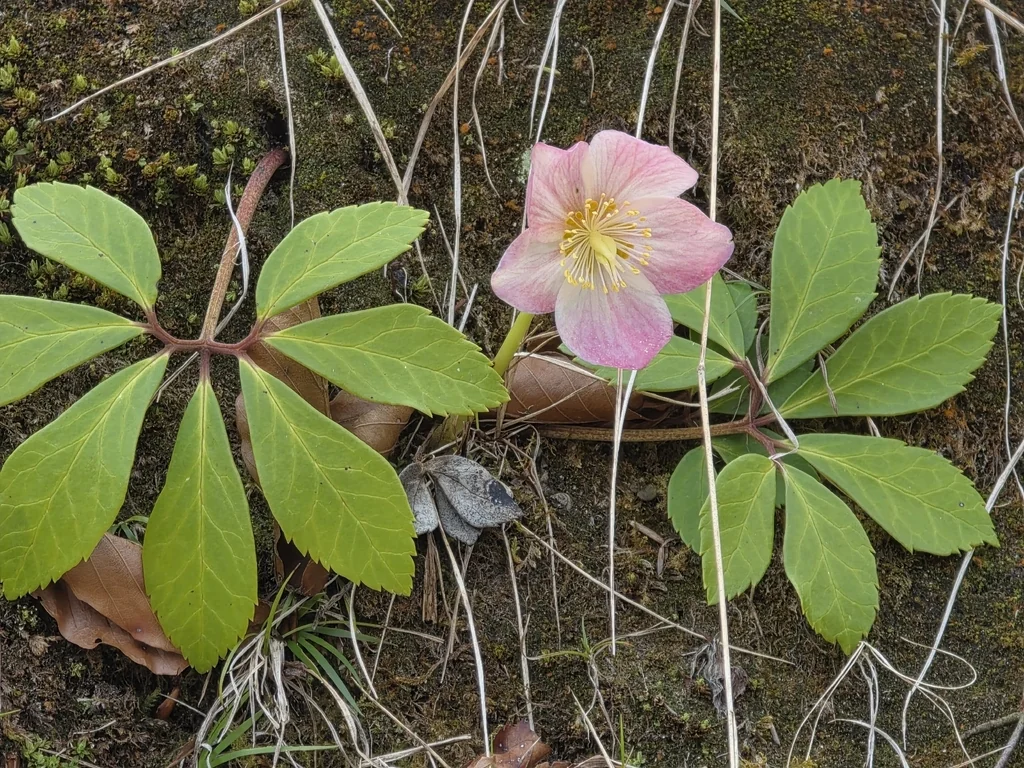 Helleborus Niger