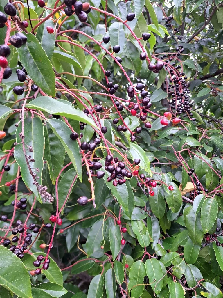 Prunus Lusitanica