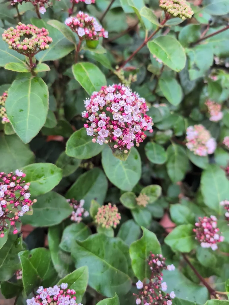 Viburnum Tinus