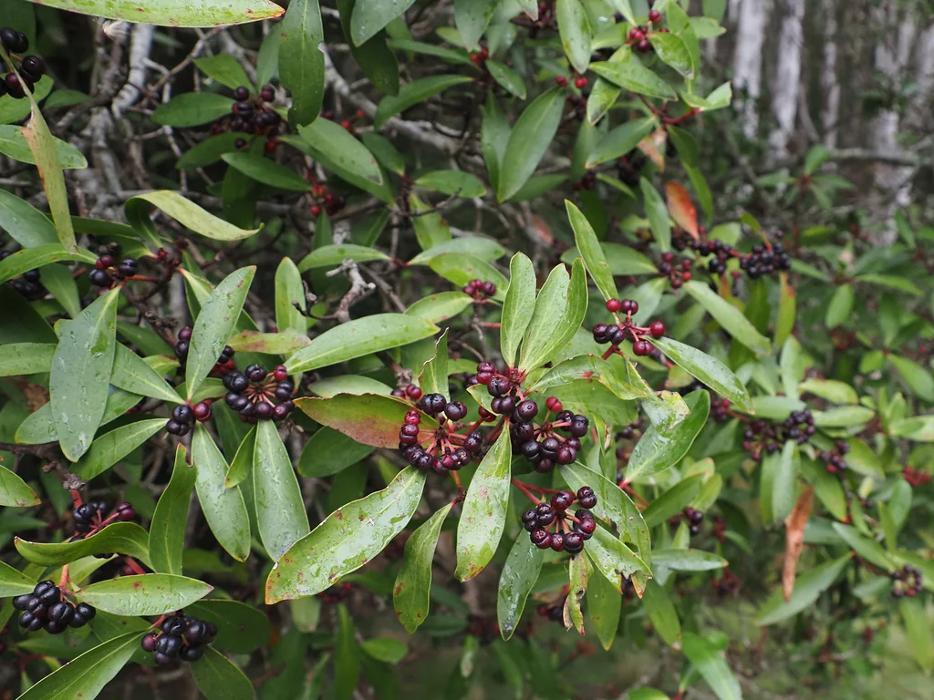 Drimys Lanceolata
