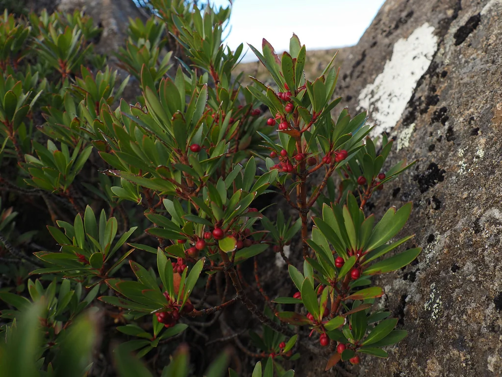 Drimys Lanceolata