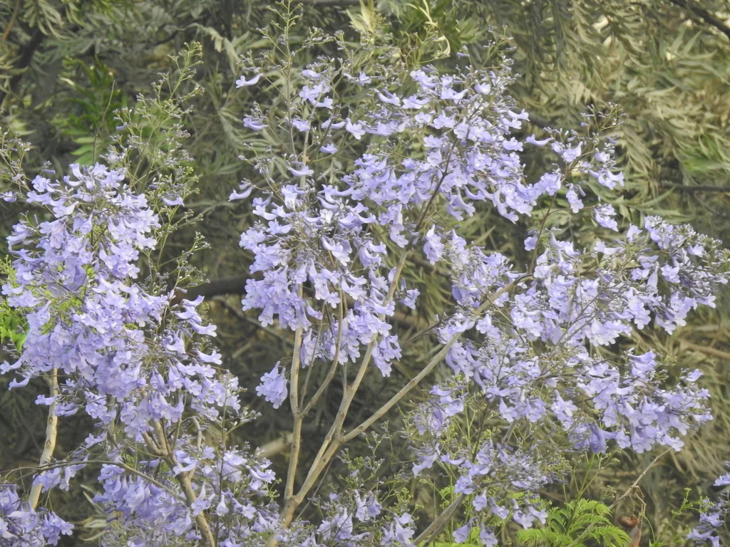 Jacaranda Mimosifolia