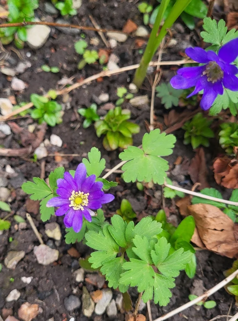 Anemone Blanda