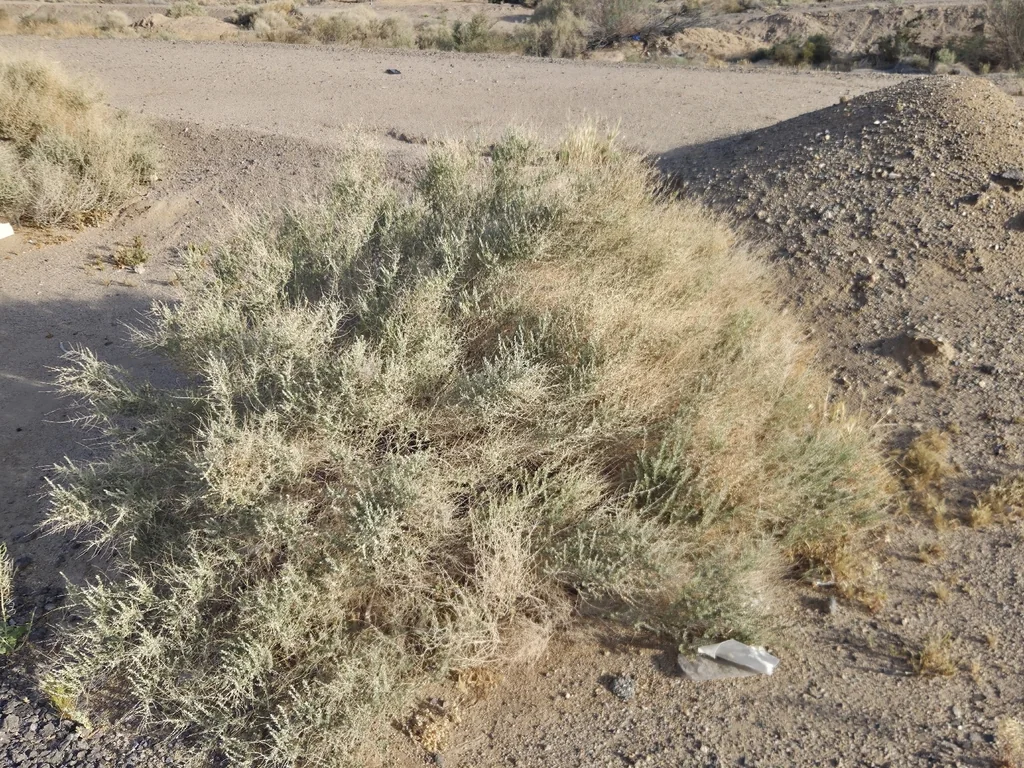 Atriplex Polycarpa