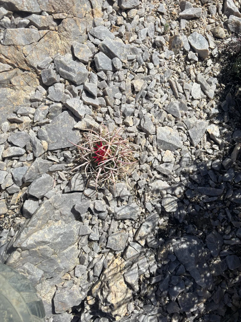 Echinocactus Polycephalus