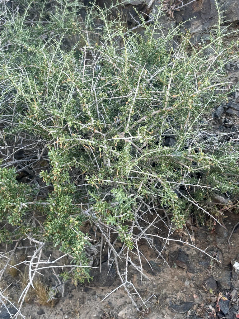Lycium Andersonii