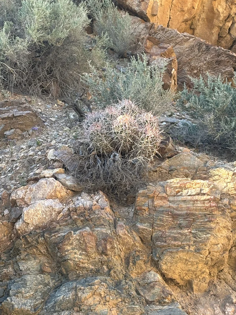 Echinocactus Polycephalus