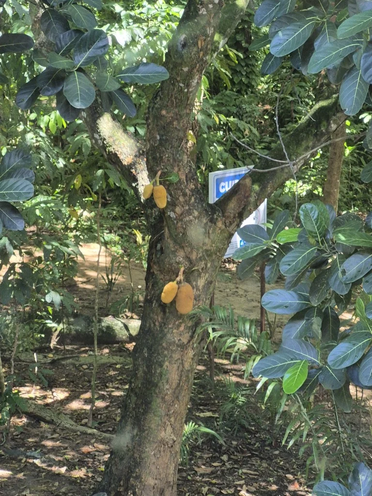 Artocarpus Heterophyllus