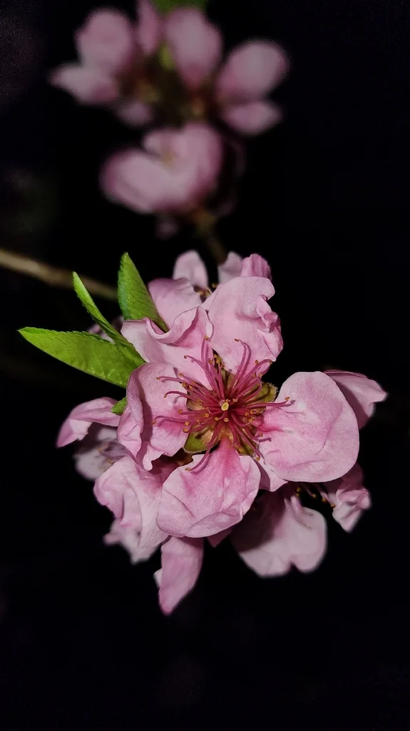 Prunus Persica