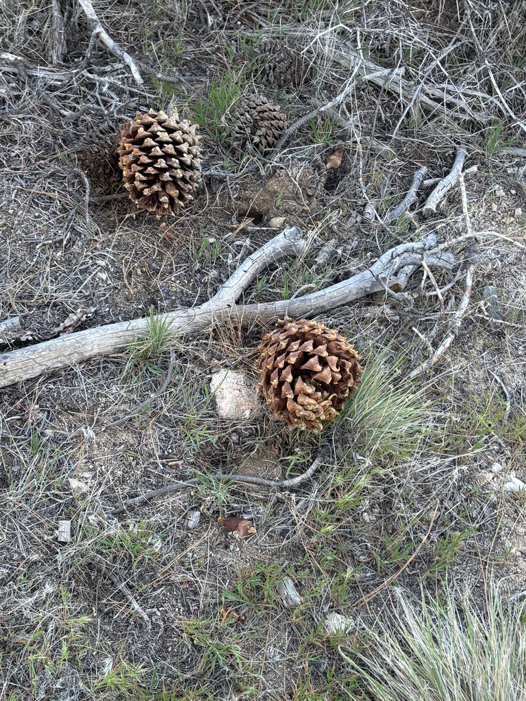 Pinus Sabiniana