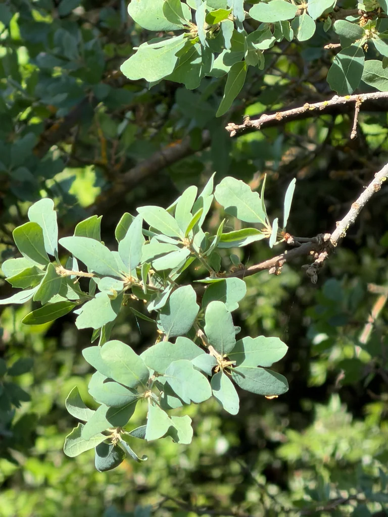Quercus Douglasii