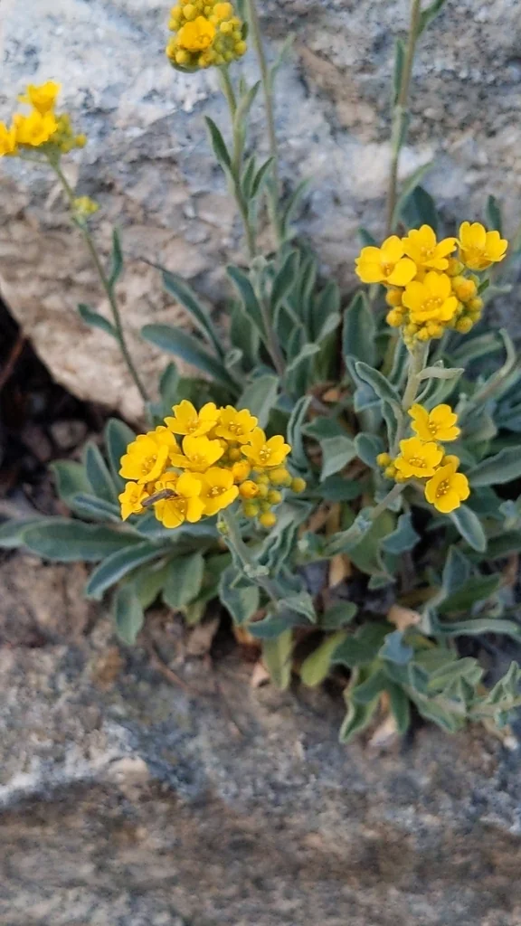Aurinia Saxatilis