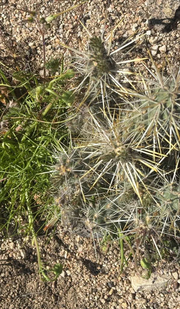 Cylindropuntia Echinocarpa