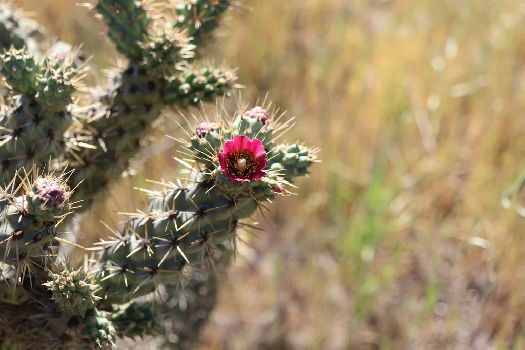 Cylindropuntia prolifera
