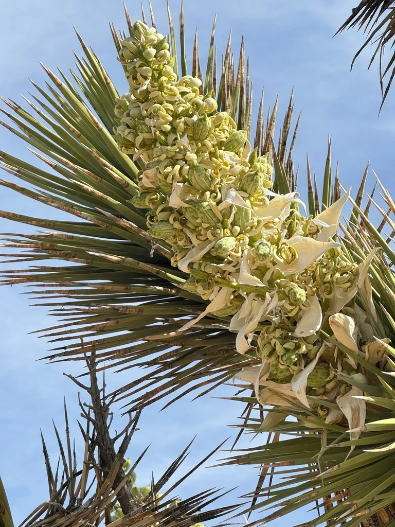 Yucca Brevifolia