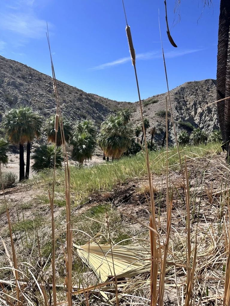 Typha Domingensis