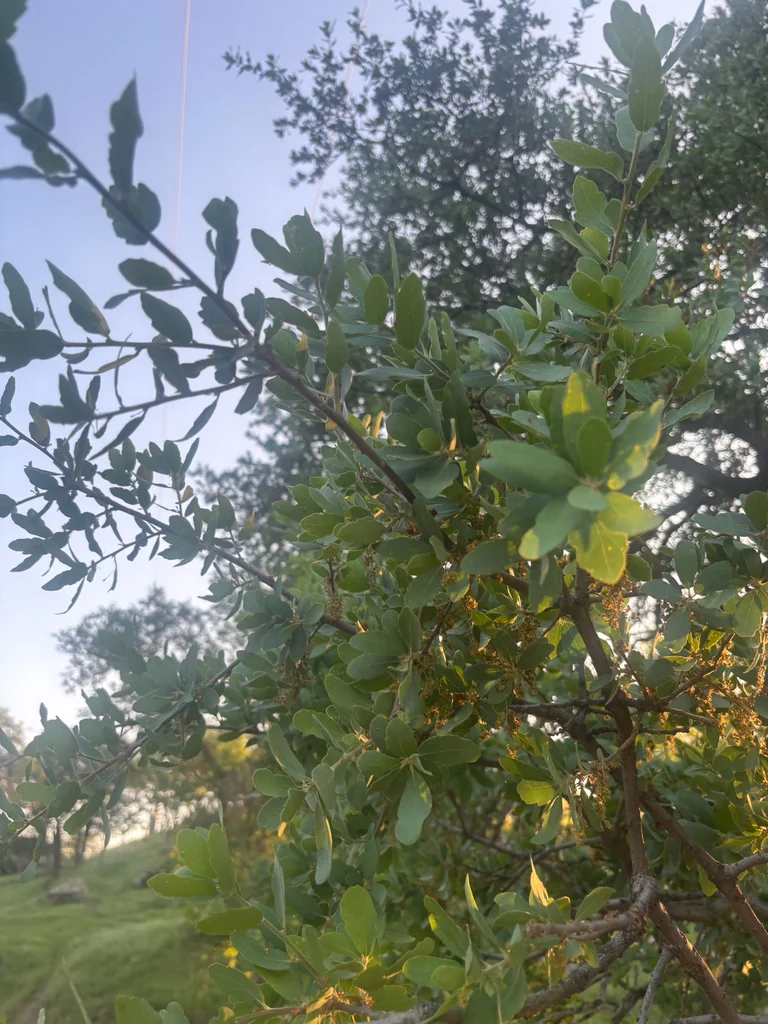 Quercus Douglasii