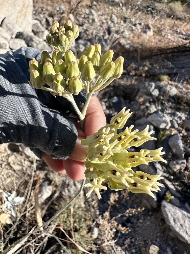 Asclepias Subulata