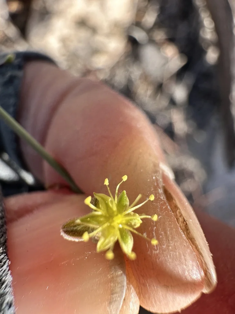 Eriogonum Inflatum