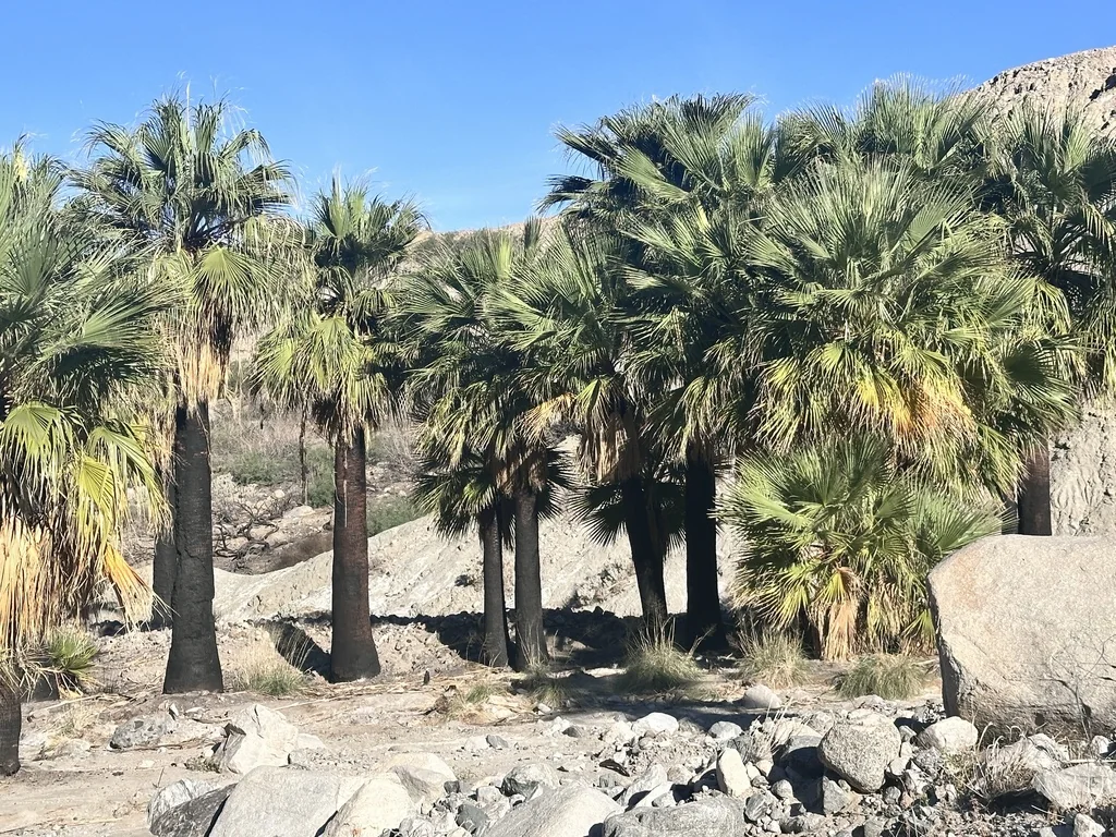 Washingtonia Filifera