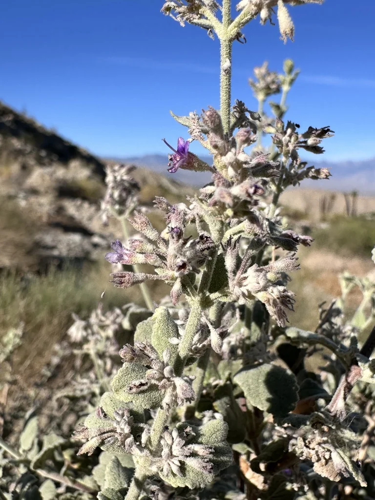 Hyptis Emoryi