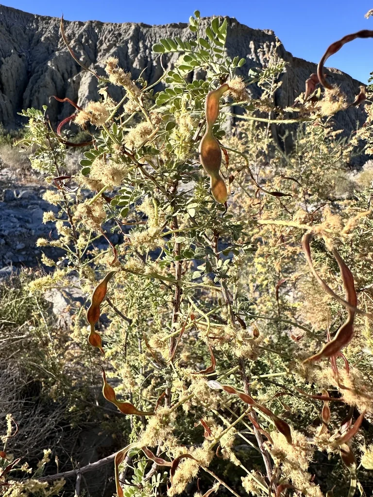 Acacia Greggii