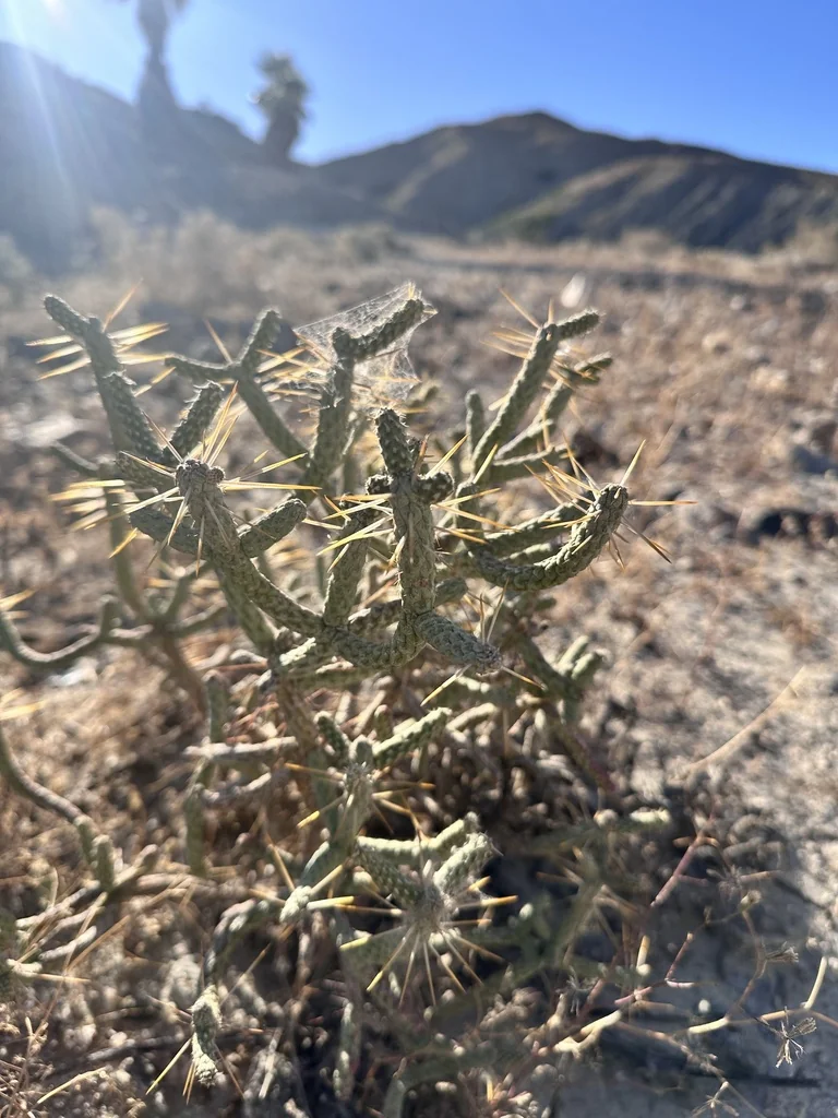 Cylindropuntia Ramosissima