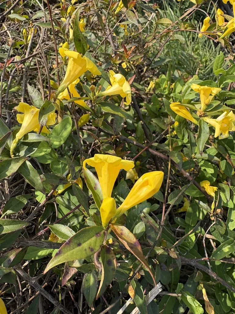 Gelsemium Sempervirens