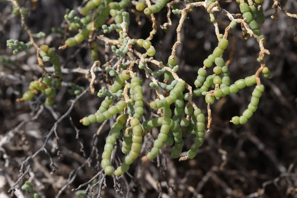 Allenrolfea Occidentalis