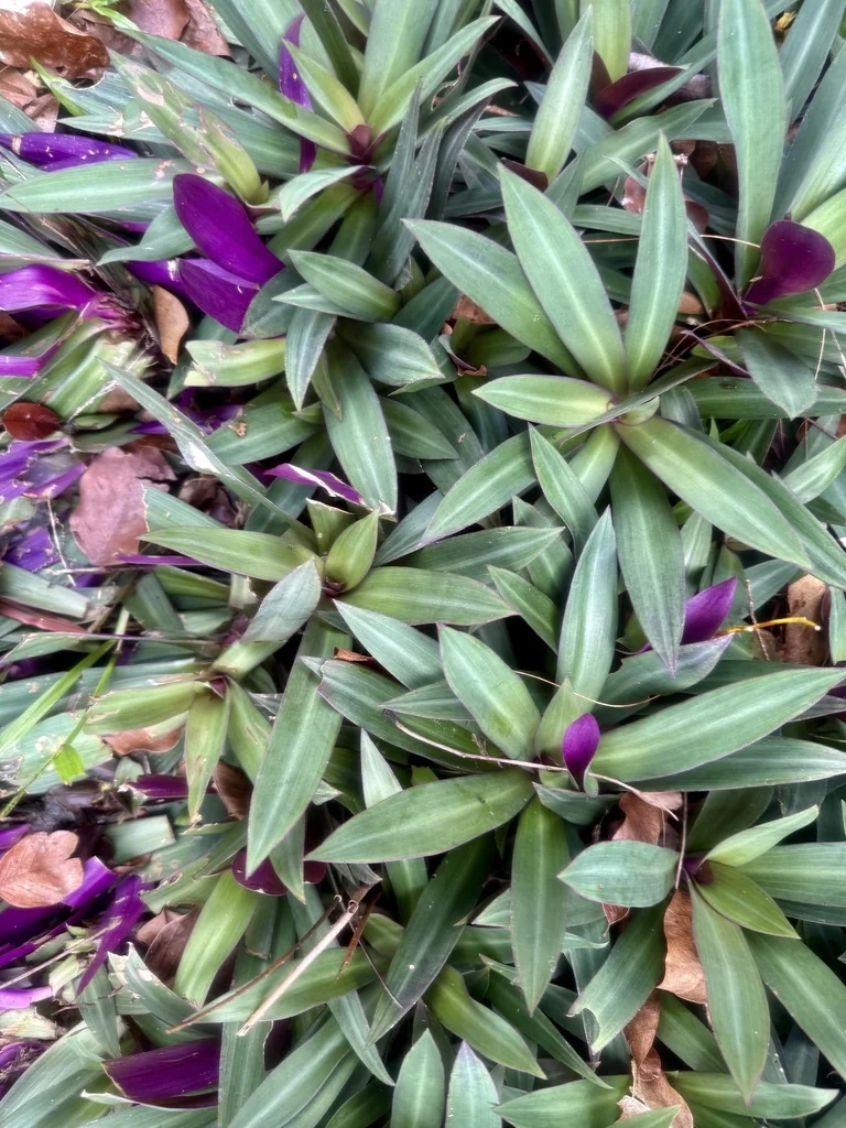 Tradescantia Spathacea