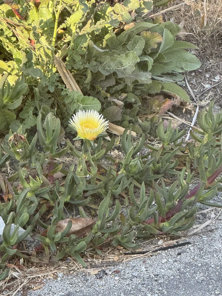 Carpobrotus Edulis