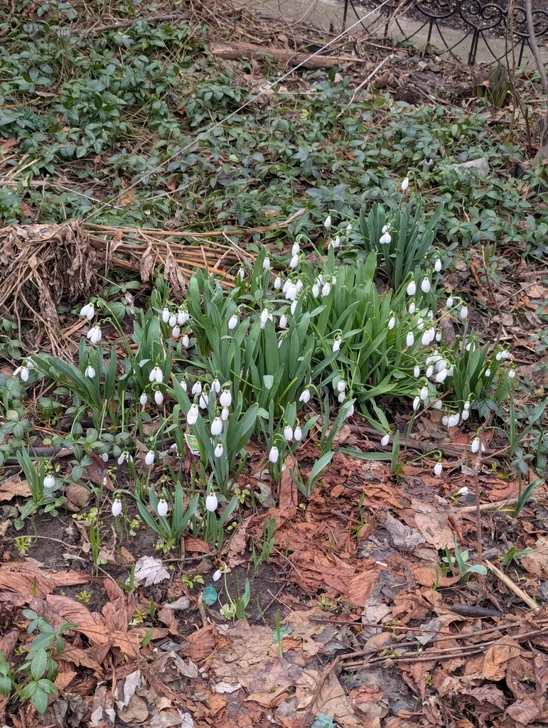 Galanthus Elwesii