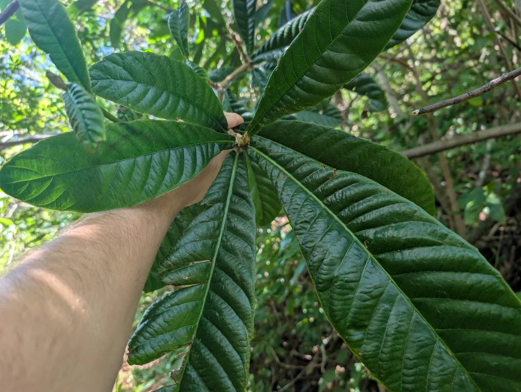 Eriobotrya Japonica